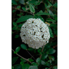 fleurs du viburnum carlesi - viorne - floraison blanche en avril mai