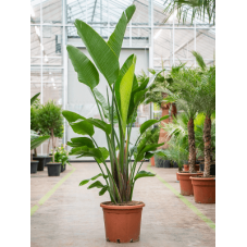 strelitzia nicolai en 250 cm pot diam. 40 cm