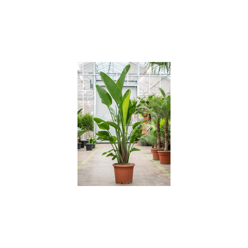 strelitzia nicolai en 250 cm pot diam. 40 cm