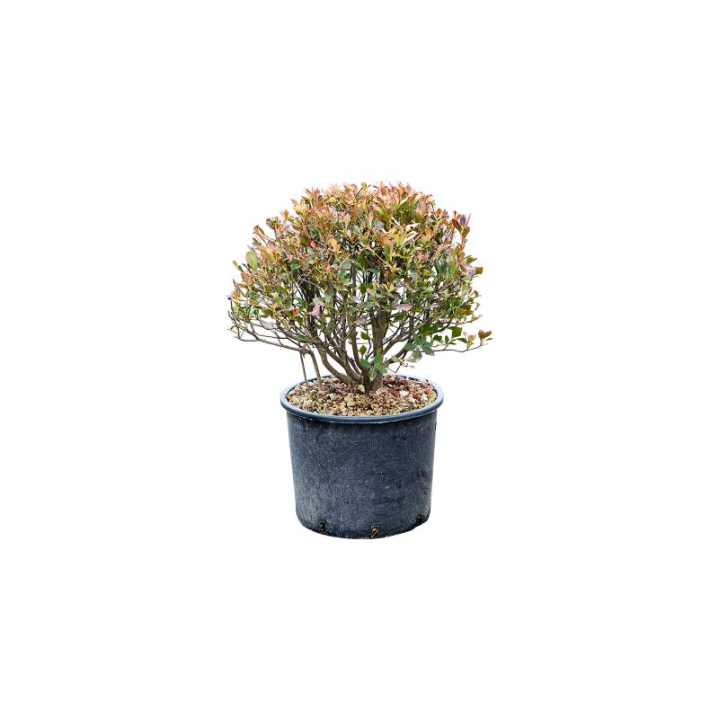 enkianthus perulatus 60 cm pot diamètre 30 cm enkianthus perulatus 60 cm pot diamètre 30 cm