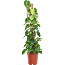 philodendron scandens Brasil en taille 120 cm pot de 24 cm