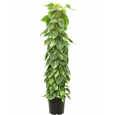 philodendron scandens Brazil grosse plante 150 cm pot de 30 cm
