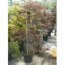 Acer palmatum dissectum nigrum