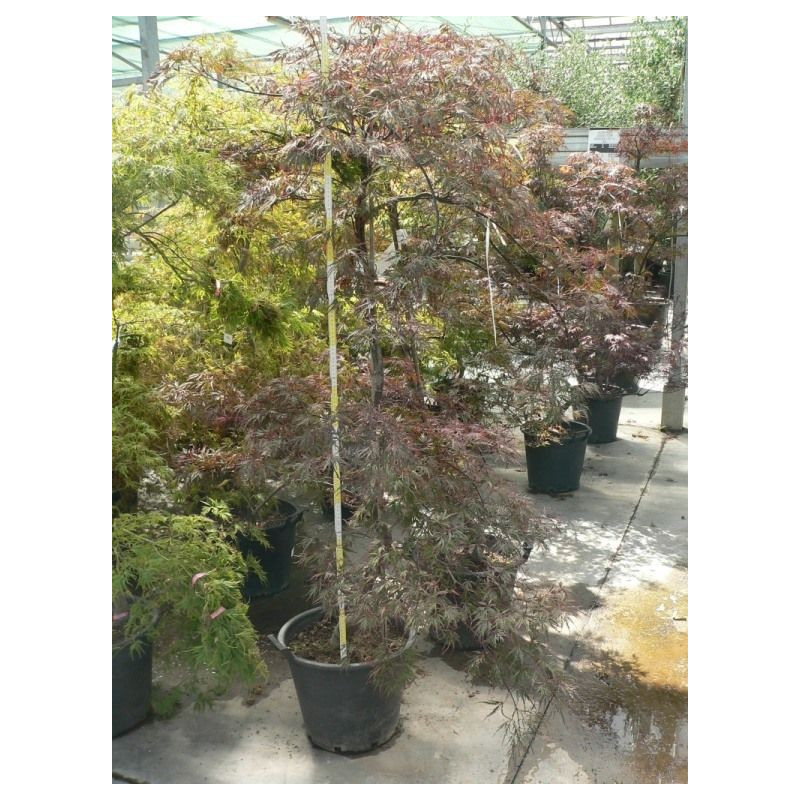 Acer palmatum dissectum nigrum