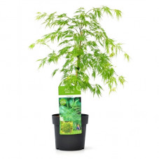 érable dissectum 40 cm pot de 3 litres