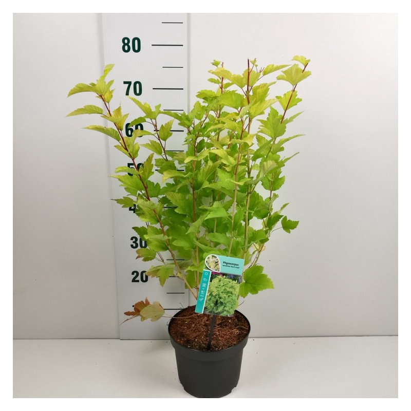 physocarpe dart's gold en pot de 3 litres 60/70 cm