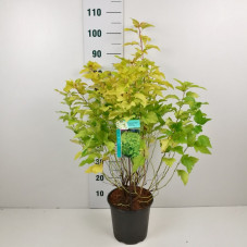 physocarpe dart's gold 100/120 cm en pot de 10 litres