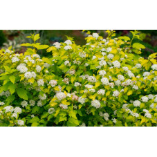 physocarpe à feuilles d'obier dart's gold - floraison blanche en mai juin