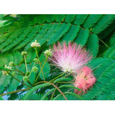 fleur de l'albizia - arbre à soie - floraison l'été de juillet à septembre octobre