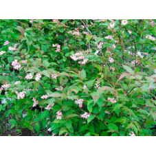 buisson de neillia affinis - fausse spirée rose