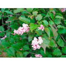 fleur de la fausse spirée rose - neillia - floraison printanière