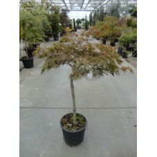 Acer palmatum dissectum "garnet "