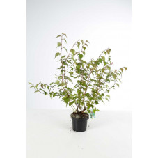 fausse spirée - neillia affinis en pot de 3 litres 60/80 cm