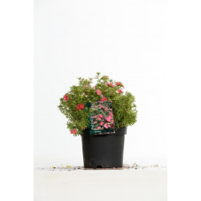 potentilla bellissima en pot de 3 litres 30/40 cm