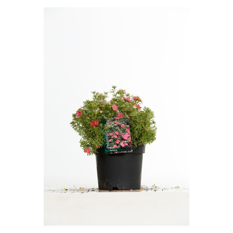 potentilla bellissima en pot de 3 litres 30/40 cm potentilla bellissima en pot de 3 litres 30/40 cm