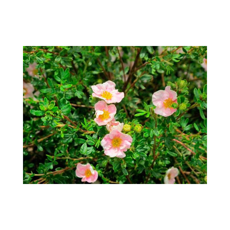 fleurs de juin à octobre de potentille pink queen fleurs de juin à octobre de potentille pink queen
