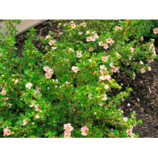 buisson de potentille pink queen