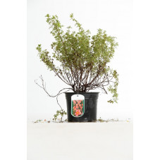 potentille pink queen rose en pot de 3 litres 30 cm