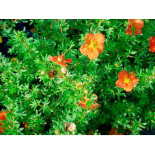 fleurs de la potentille red ace