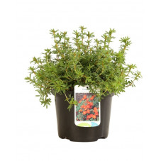 potentille red ace en pot de 3 litres