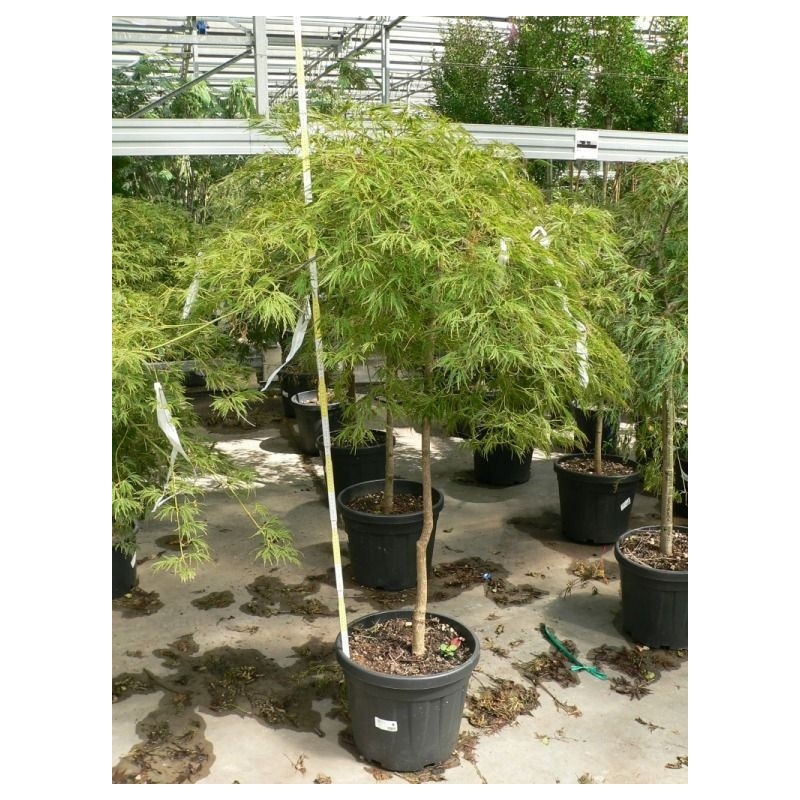 Acer palmatum dissectum " garnet " Acer palmatum dissectum " garnet "