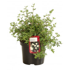 potentille abbotswood en pot de 3 litres