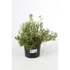 potentille pink princess en pot de 3 litres