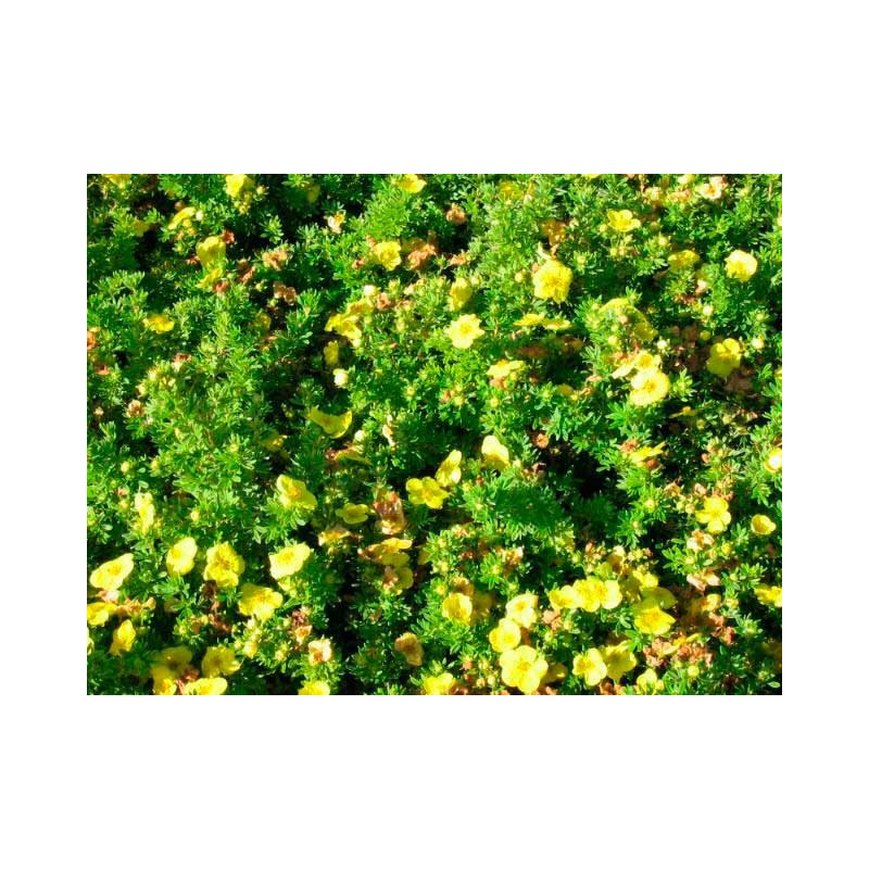 potentille fruticosa Kobold potentille fruticosa Kobold