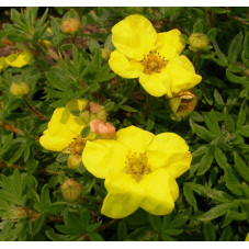fleurs de la potentille Kobold