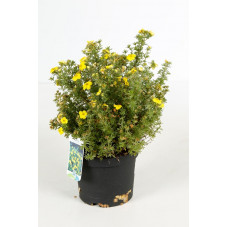 potentille Kobold en pot de 3 litres
