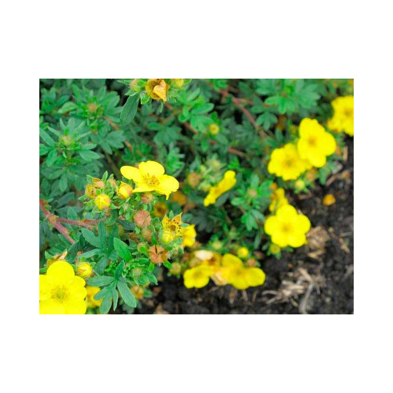 fleurs de potentille sommerflore fleurs de potentille sommerflore