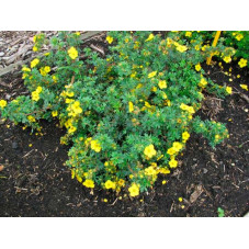 buisson de potentille sommerflore