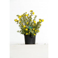 potentille sommerflore en pot de 3 litres