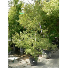 Acer palmatum seiryu
