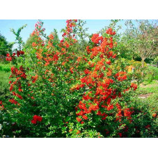 baies du buisson ardent red column