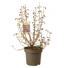 groseillier à fleurs Amore - ribes 60/80 cm pot de 12 litres