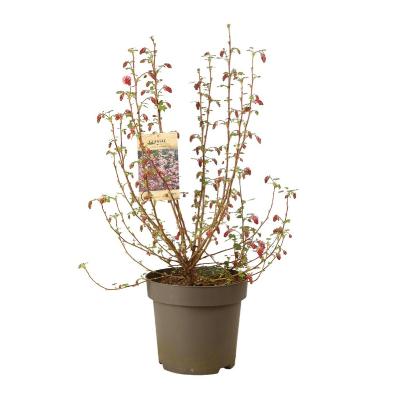 groseillier à fleurs Amore - ribes 60/80 cm pot de 12 litres groseillier à fleurs Amore - ribes 60/80 cm pot de 12 litres