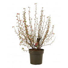 groseillier à fleurs Amore 80/100 cm pot de 15 litres