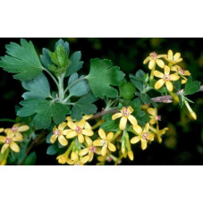 fleurs du groseillier doré au printemps