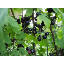 baies noires du groseillier doré en aout septembre