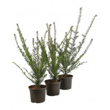 taxus baccata - if en 40 cm