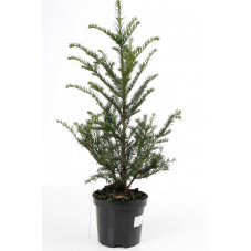 taxus baccata 50 cm