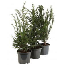 taxus baccata en 60 cm