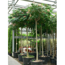 Albizia julibrissin ombrella