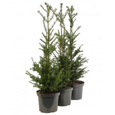 taxus baccata en 80 cm