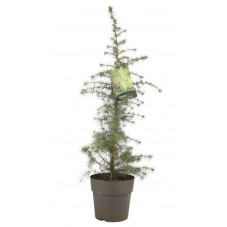 cèdre déodora - cèdre de l'himalaya  en taille 80/100 cm