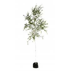 Bouleau commun tige circonférence 8/10 cm