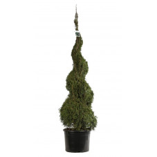 thuya smaragd taillé en spirale 150 cm pot de 32 litres