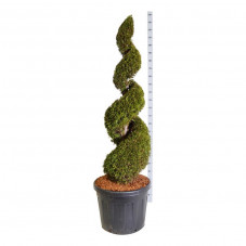 thuya smaragd taillé en spirale 175 cm pot de 90 litres