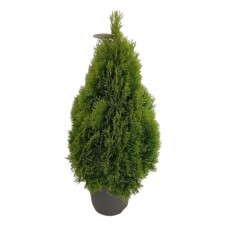 thuya golden smaragd - janet gold en taille 90/100 cm pot de 12 litres